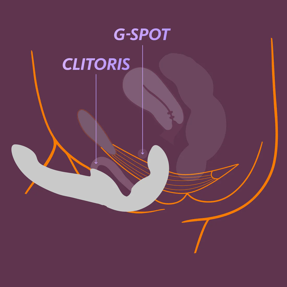 a diagram of the g - spot clittoriss
