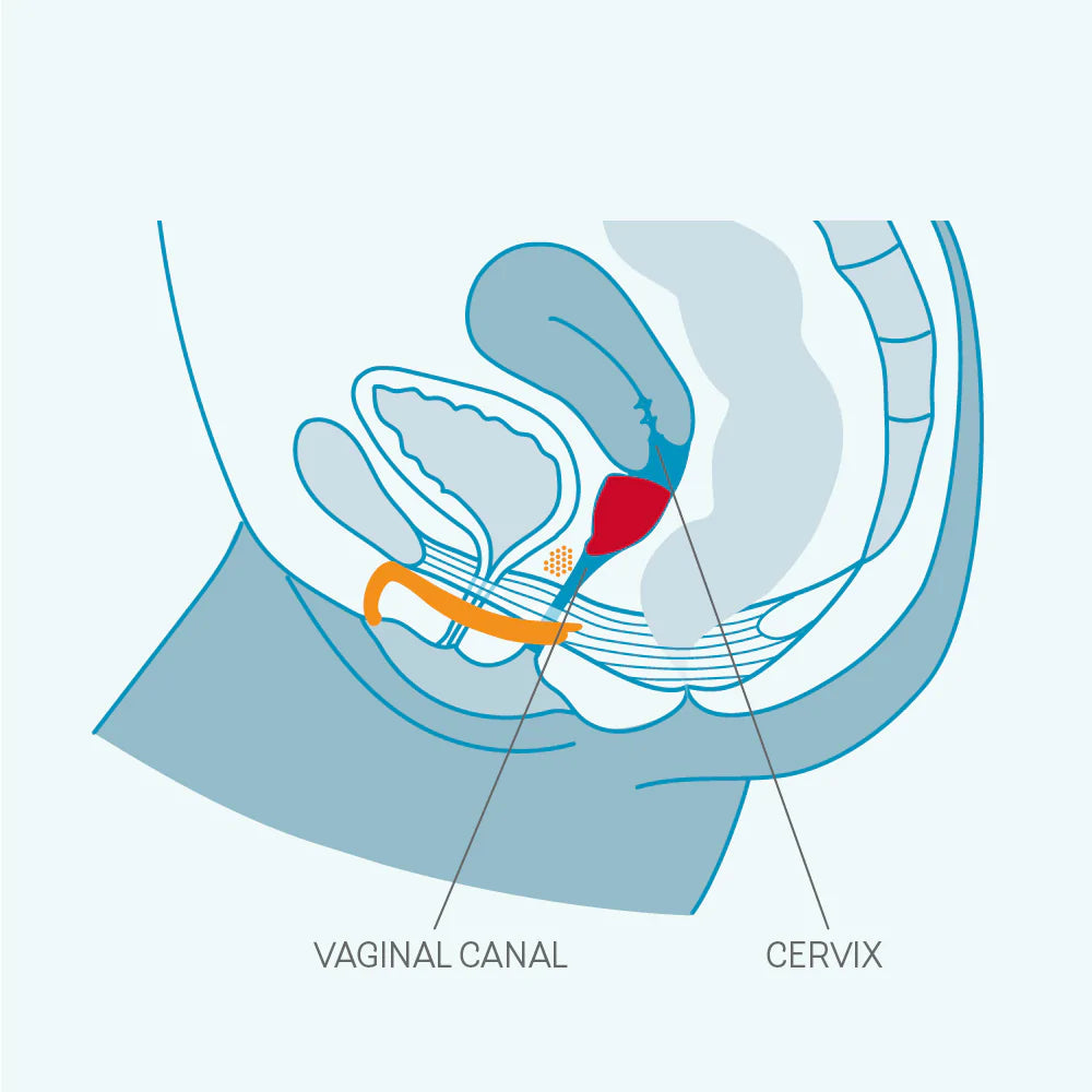 FUN CUP - Menstrual Cups